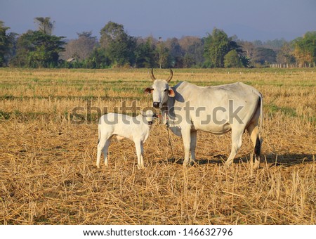 Asian cow and little calf