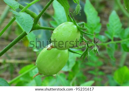 Green tomato a growing in cultivation
