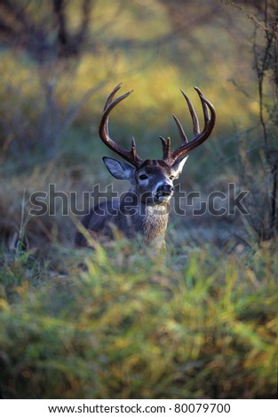 Trophy Whitetail Buck in Brush.  The whitetail deer is considered America\'s favorite big game animal, and is wound throughout much of the United States.  This deer\'s antlers indicate it is mature.