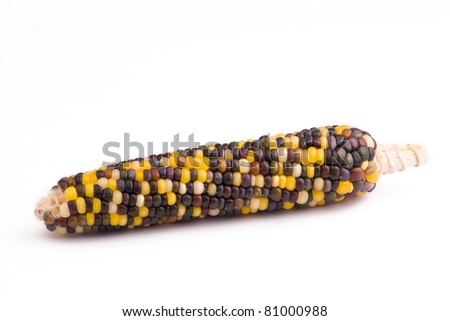 Strange colorful corn, maize, indian corn on white background