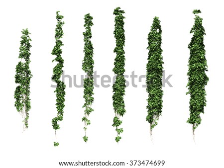 Ivy. Ivy Leaves Isolated On A White Background. Stock Photo 373474699