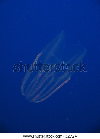 Cone Jellyfish