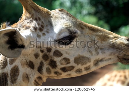 Very close up detail of a Giraffe\'s head