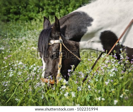 Senior Paint Horse grazing in a field of wildflowers in the spring while wearing a bridle in the late afternoon sun
