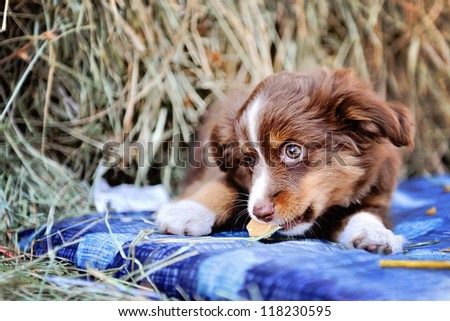 Miniature Australian Shepard Puppy eating cookie