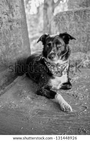 Border Collie laying on truck bed in hay barn - Black & White