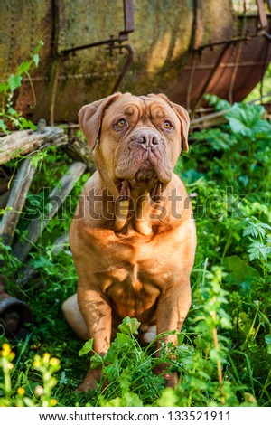 Dogue de Bordeaux (aka French Mastiff) sitting in front of old wagon wheel and water tank in grass