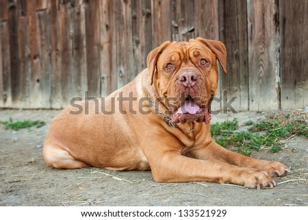 Dogue de Bordeaux (aka French Mastiff) laying in front of old wood barn
