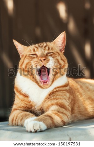 Feral Orange Tabby Cat laying on box yawning