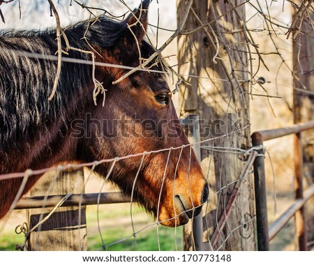 Horse standing in shade behind fence by old bath tub