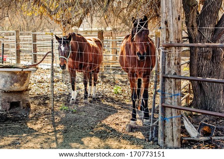 Horses standing in shade behind fence by old bath tub