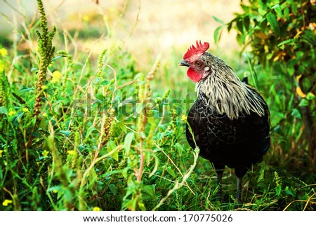 Young Free Range Bantam Rooster