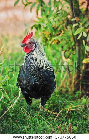 Young Free Range Bantam Rooster