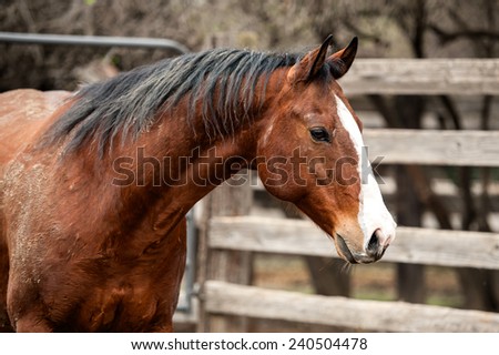 Portrait of Muddy Bay Brooks Quarter Horse