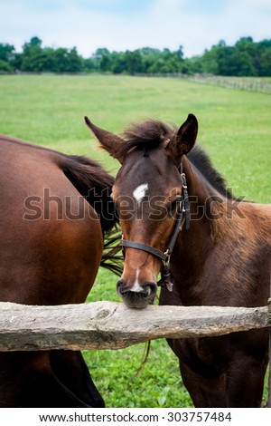 Bay Foal cribbing on wooden pasture fence