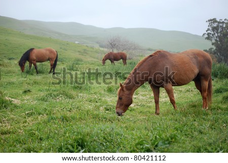 Misty Pasture. Quarter Horses grazing in Northern California pasture while it rains.