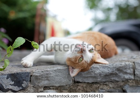 The red cat lies and to luxuriate on a stone