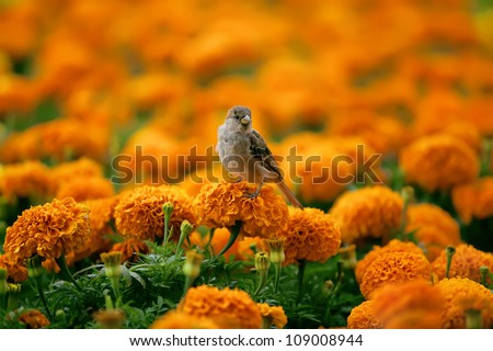 the sparrow sits on a bed of orange flowers