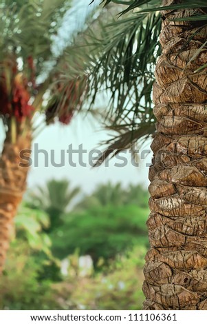 palm tree trunk against green tropical trees