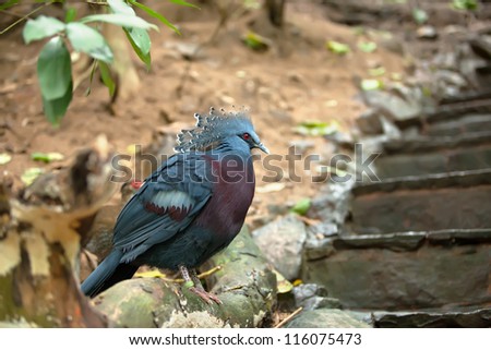 rare species of a blue pigeon with red eyes and a crown