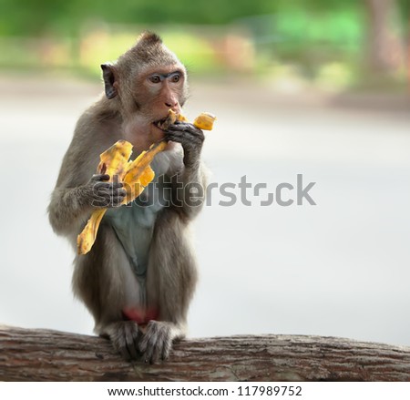 One monkey sits on the tree and eats banana