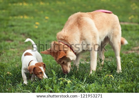 two dogs look for frisbee in a grass