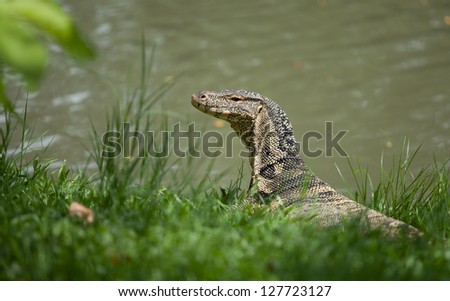 the big monitor lizard lies on a grass. closely to water