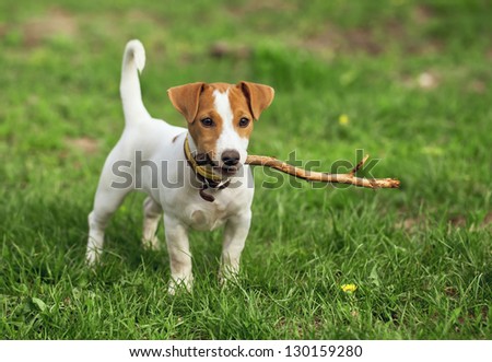 the puppy of a jack russell bears a stick.