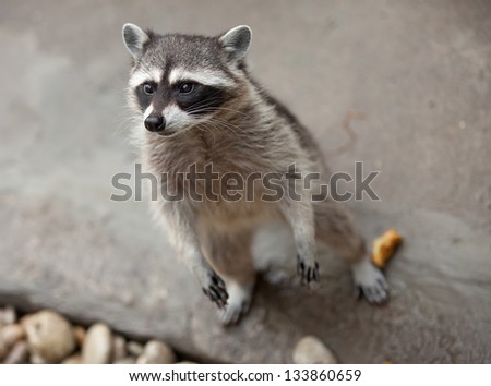 Raccoon Standing On Its Hind Legs Stock Photo 133860659 ...