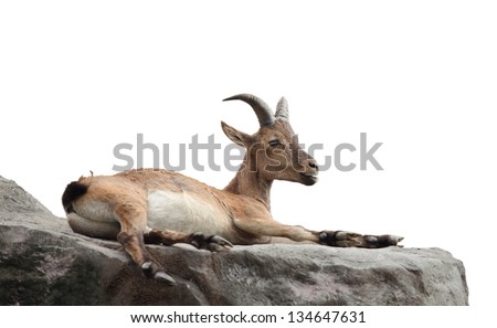 the goat lies on the gray mountain