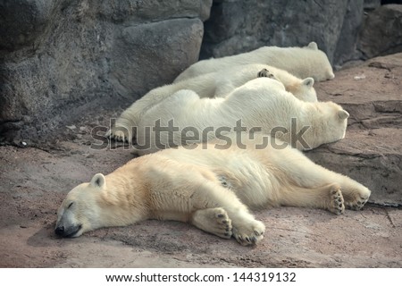Four polar bears sleep on the ground
