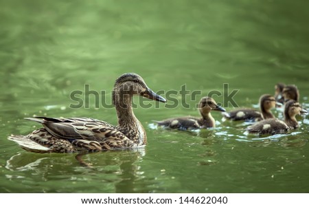 mother-duck and ducklings float in the lake
