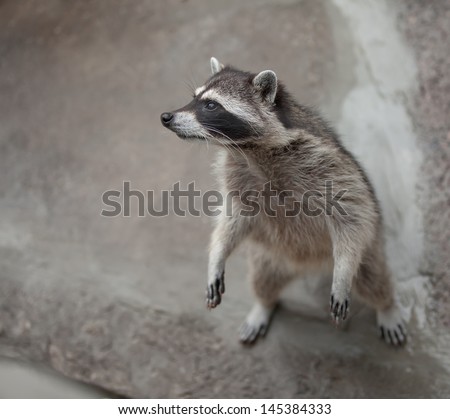 Raccoon Standing On Its Hind Legs Stock Photo 145384333 ...