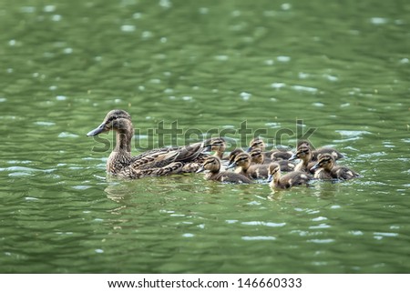 mother-duck and ducklings float in the lake