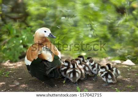 mother-duck and ducklings. on the bank of the lake