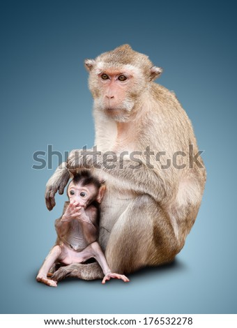 The child of a monkey and his mother. isolated on blue background
