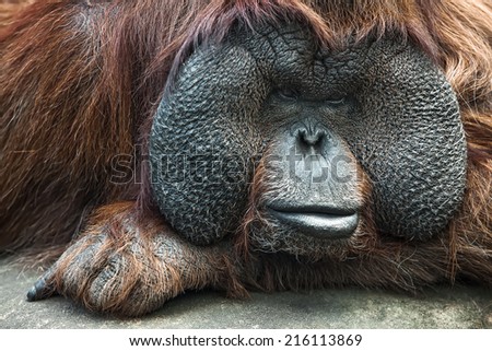 Portrait of Orangutan. Close-up face.