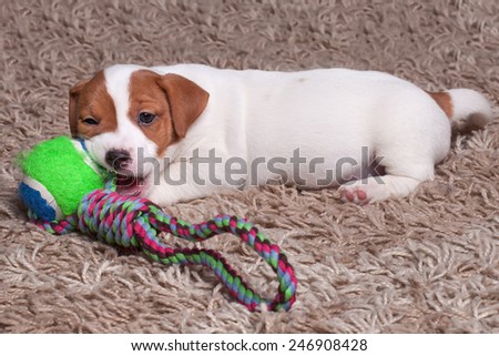 the puppy Jack Russell goes on carpet, plays ball