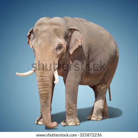 big elephant standing on a blue background.
