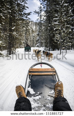 a person being pulled by sled dogs on a snow covered trail