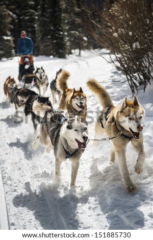 dog sledding in the mountains