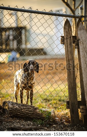 a sad dog looking through a fence