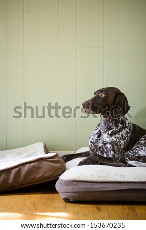 a pure bred German Shorthair Pointer dog resting on a pillow