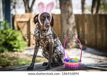 A dog wearing bunny ears.
