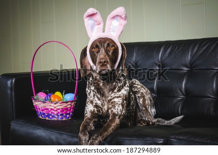 a dog wearing bunny ears and sitting next to a basket of Easter eggs