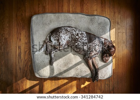A tired dog sleeping on a big pillow