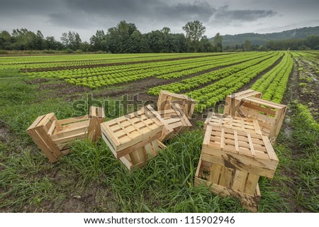 Lettuce field with wood baskets ready for packing