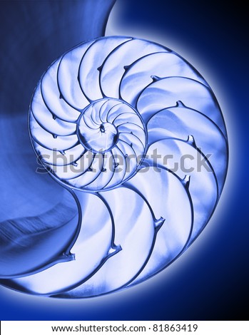 Close up of Nautilus shell interior in blue