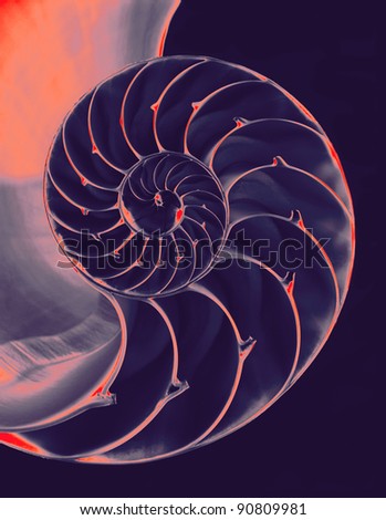 Blue and orange insides of a chambered nautilus shell