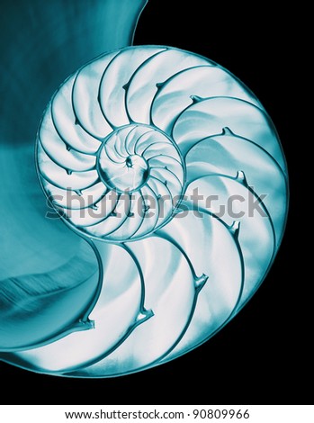 Blue green inside of nautilus shell on black